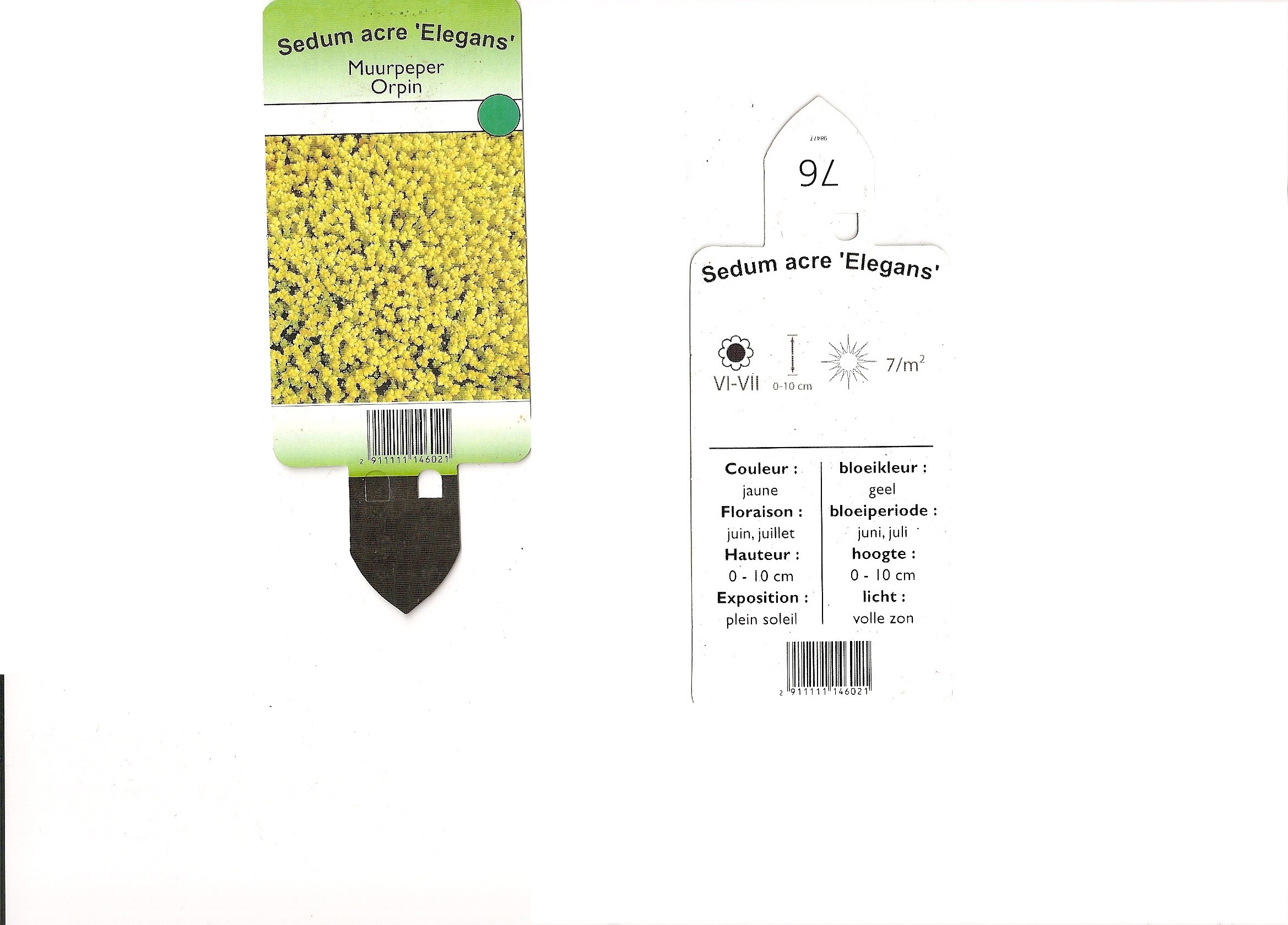 Sedum acre elegans.jpg